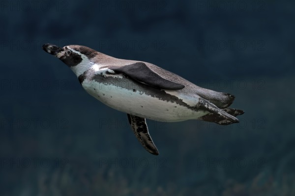 Humboldt Penguin (Spheniscus humboldti), Humboldt Penguin, adult, in the water, swimming, foraging,