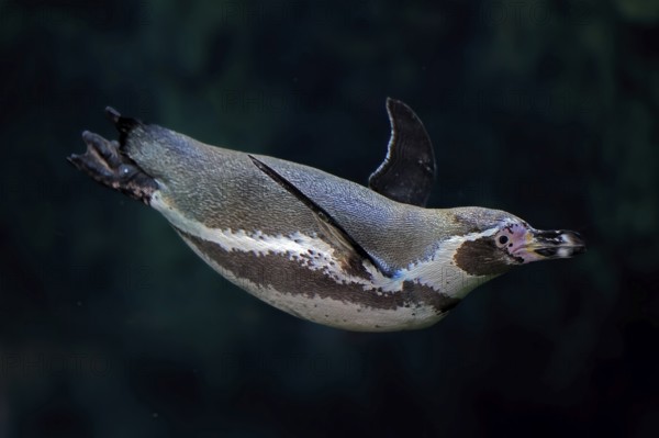 Humboldt Penguin (Spheniscus humboldti), Humboldt Penguin, adult, in the water, swimming, foraging,