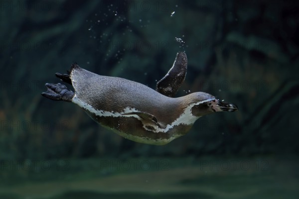 Humboldt Penguin (Spheniscus humboldti), Humboldt Penguin, adult, in the water, swimming, foraging,