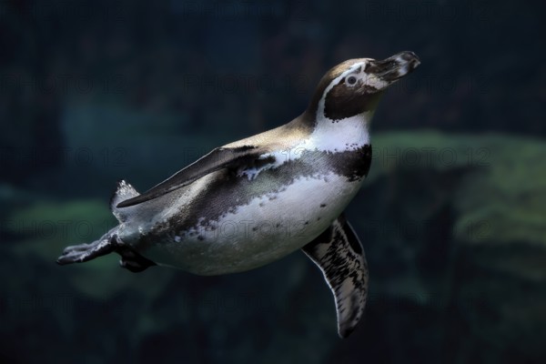 Humboldt Penguin (Spheniscus humboldti), Humboldt Penguin, adult, in the water, swimming, foraging,