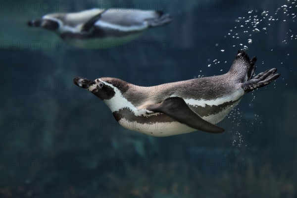 Humboldt Penguin (Spheniscus humboldti), Humboldt Penguin, adult, in the water, swimming, foraging,