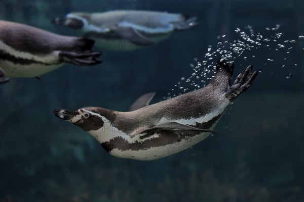 Humboldt Penguin (Spheniscus humboldti), Humboldt Penguin, adult, in the water, swimming, foraging,