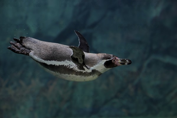 Humboldt Penguin (Spheniscus humboldti), Humboldt Penguin, adult, in the water, swimming, foraging,