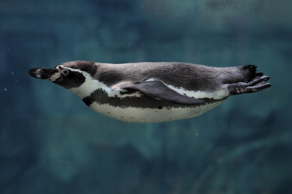 Humboldt Penguin (Spheniscus humboldti), Humboldt Penguin, adult, in the water, swimming, foraging,
