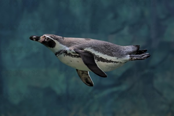 Humboldt Penguin (Spheniscus humboldti), Humboldt Penguin, adult, in the water, swimming, foraging,