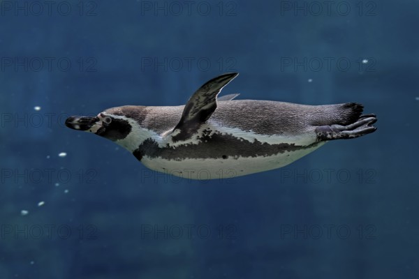 Humboldt Penguin (Spheniscus humboldti), Humboldt Penguin, adult, in the water, swimming, foraging,