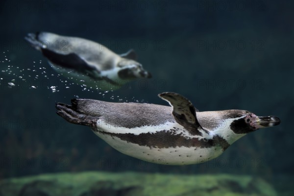 Humboldt Penguin (Spheniscus humboldti), Humboldt Penguin, adult, in the water, swimming, foraging,