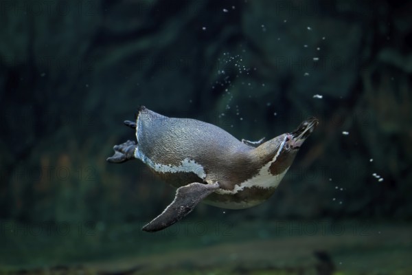 Humboldt penguin (Spheniscus humboldti), Humboldt penguin, adult, in the water, swimming, foraging,