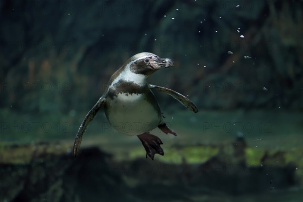 Humboldt Penguin (Spheniscus humboldti), Humboldt Penguin, adult, in the water, swimming, foraging,