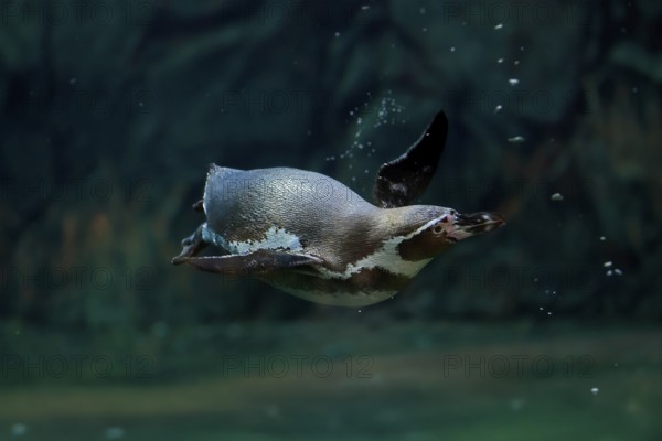 Humboldt Penguin (Spheniscus humboldti), Humboldt Penguin, adult, in the water, swimming, foraging,