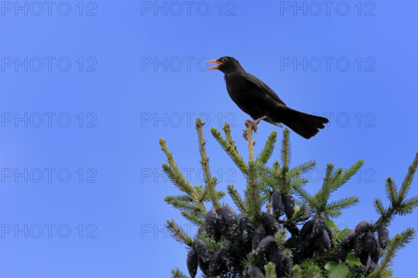 Blackbird (Turdus merula), black thrush, adult, male, on tree, singing, fir tree, Rhineland