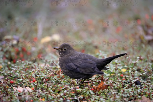 Blackbird (Turdus merula), Black Thrush, adult, female, on hedge, vigilant, Rhineland Palatinate,