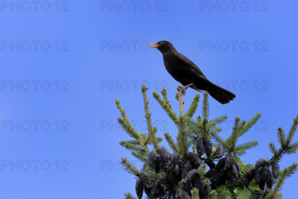 Blackbird (Turdus merula), black thrush, adult, male, on tree, singing, fir tree, Rhineland
