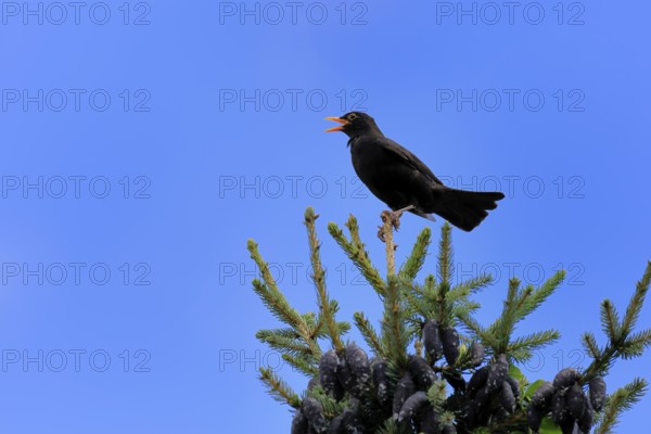 Blackbird (Turdus merula), black thrush, adult, male, on tree, singing, fir tree, Rhineland