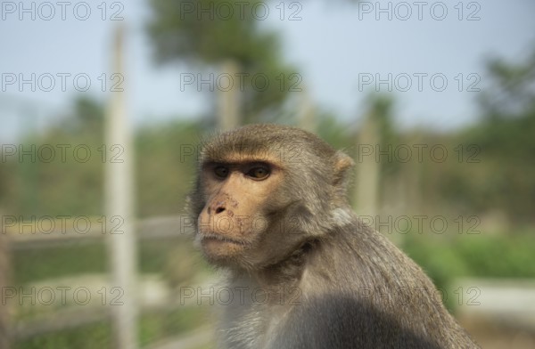 A monkey with brown fur sitting calmly outdoors in a fenced area on a sunny day, Gazipur,
