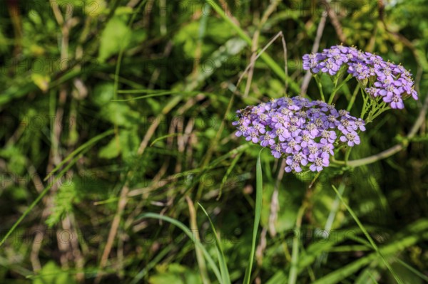 A group of purple flowering plants (common yarrow, Achillea millefolium) unfold their colours in