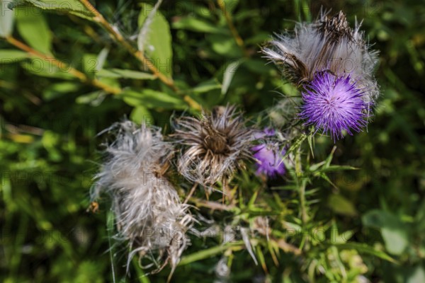 Purple milk thistles (Silybum marianum) bloom in a sunny natural area, surrounded by numerous green