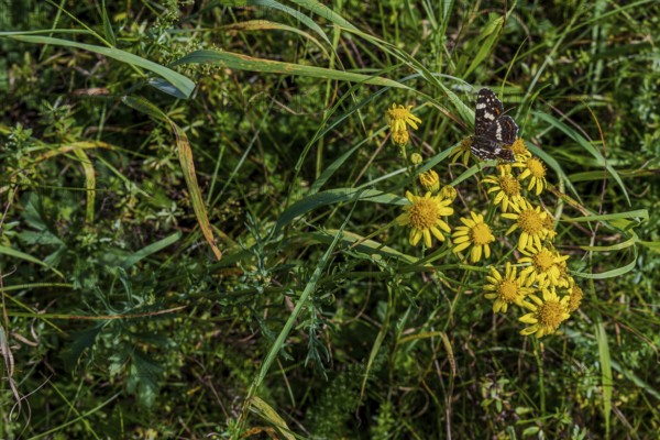 In a lush meadow with green plants and yellow flowers, a butterfly (Araschnia levana) lingers in