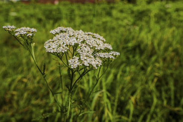 Common yarrow (Achillea millefolium) blooms in a lush, tall grassland on a sunny afternoon. The