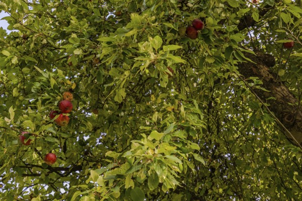 Juicy, red apples (Malus domestica) hang from a lush apple tree. The foliage surrounds the fruit