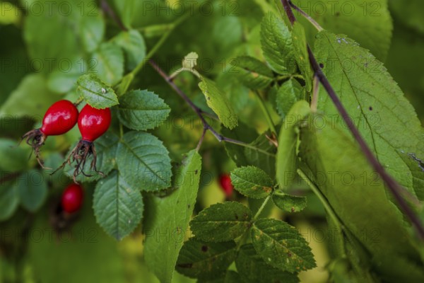The bright red rose hips (dog rose, Rosa canina) ripen on a shrub surrounded by lush green leaves.