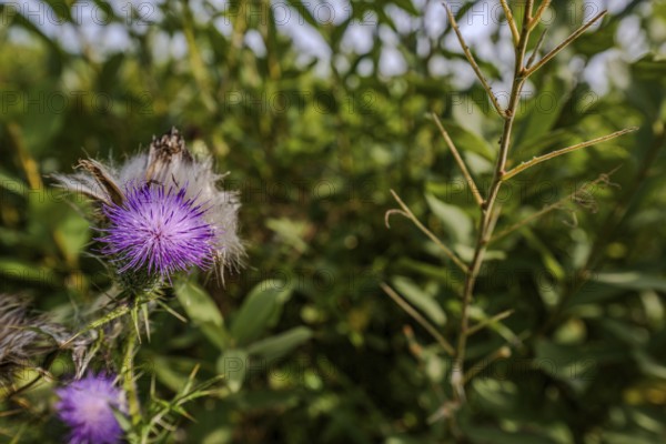 In the afternoon sun, purple wildflowers (milk thistle, Silybum marianum) bloom among green plants