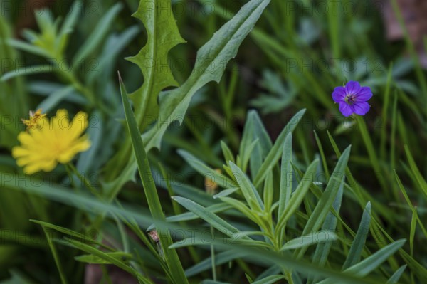 In early autumn, various wildflowers still bloom in a garden. Yellow and purple flowers (meadow