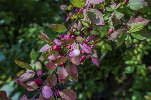 Colourful leaves can be seen in the autumnal forest, glowing in various shades of red and green.