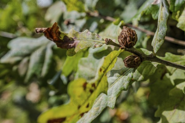 The photo shows oak leaves (Quercus robur) and closed buds on a sunny day in early autumn. The