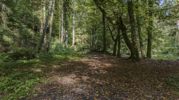 A narrow path winds its way through a dense forest lined with green trees and colourful foliage.