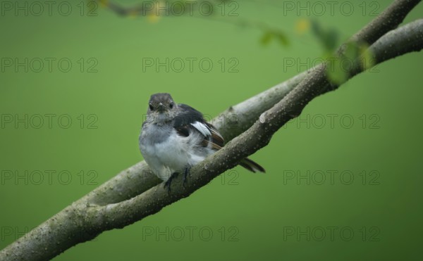 A small Oriental magpie-robin (Copsychus saularis) perched on a branch against a softly blurred