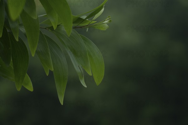 A close-up of Earleaf acacia (Acacia auriculiformis) leaf branch against a blurry natural