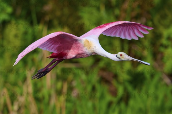A flying Roseate Spoonbill with spread wings in front of a green background in nature, Roseate