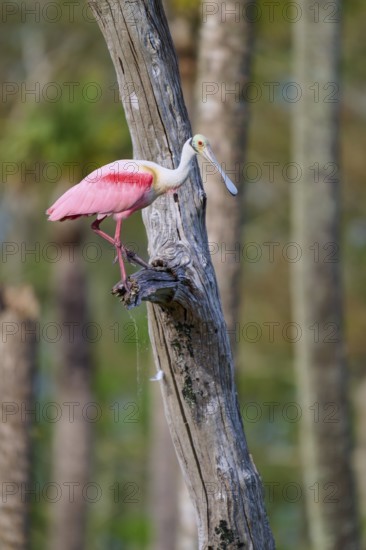 A pink bird stands on a tree trunk in dense forest areas, Roseate Spoonbill (Ajaja ajaja), Orlando