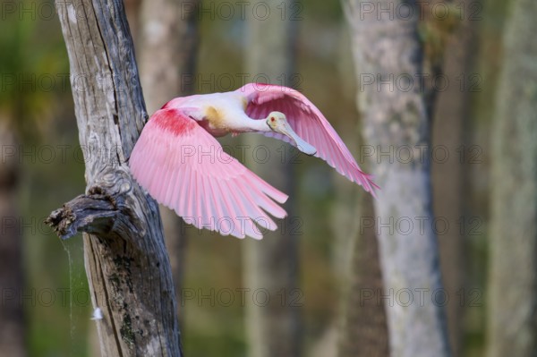 Bird with pink wings in flight next to a tree, symbolising freedom, Roseate Spoonbill (Ajaja