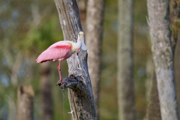 Bird in pink on a tree, surrounded by a quiet forest, Roseate Spoonbill (Ajaja ajaja), Orlando