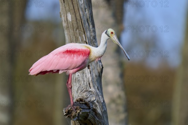 A bird with pink plumage sits on a tree trunk against a natural backdrop, Roseate Spoonbill (Ajaja