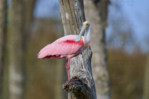 A pink bird sitting on a tree trunk in nature, Roseate Spoonbill (Ajaja ajaja), Orlando Wetlands,