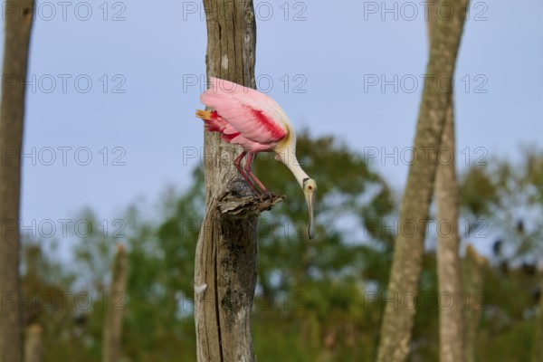 A bird with pink plumage looks into the distance from a tree trunk, Roseate Spoonbill (Ajaja