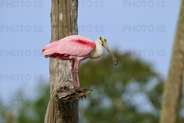 A bird with pink plumage sits on a tree trunk against a blue sky, Roseate Spoonbill (Ajaja ajaja),