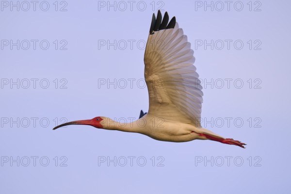 A white bird hovers in the blue sky with its red beak, White Ibis, Snowy Ibis (Eudocimus albu),