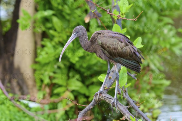 A bird with a long beak sits on a branch in a green, natural environment, Wattled Crane (Aramus