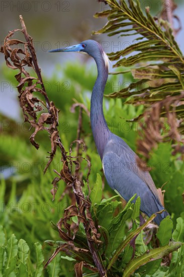 Bird sitting among plants with distinctive blue bill, Tricoloured Heron (Egretta tricolor), spring,