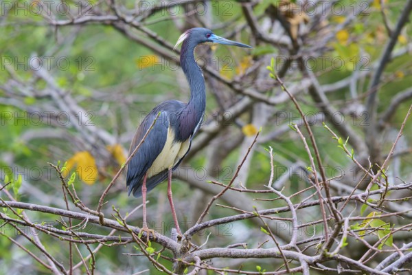 Bird with colourful feathers sitting on a branch in nature, Tricoloured Heron (Egretta tricolor),