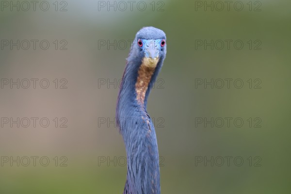 Frontal view of a bird with blue head and distinctive look, Tricoloured Heron (Egretta tricolor),