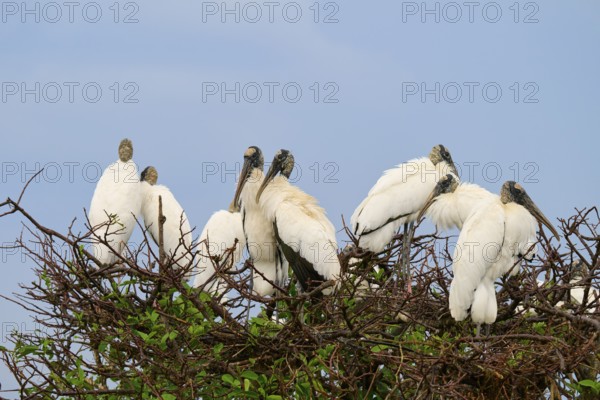 Several storks on a tree sitting close together under a blue sky, wood stork (Mycteria americana),