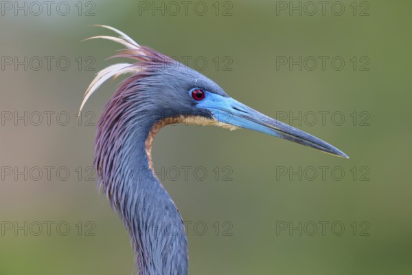 Close-up of a bird with blue feathers and distinctive beak, Tricoloured Heron (Egretta tricolor),