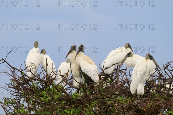 Several storks on a tree sitting close together under a blue sky, wood stork (Mycteria americana),