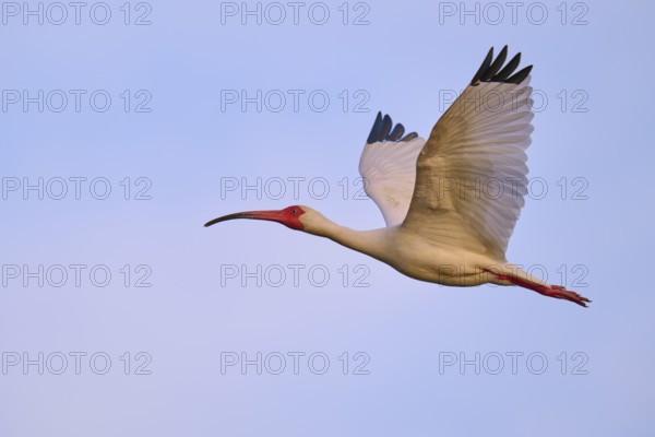 A bird with red beak and legs flies against a blue sky, White Ibis, Snowy Ibis (Eudocimus albu),