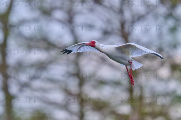A white bird hovers with outstretched wings in front of a wooded background, White Ibis, Snow Ibis